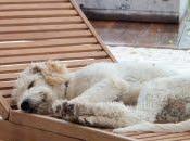 Vacanze da... cani!
