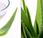 L’aloe vera denti gengive
