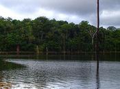 Salviamo l'Amazzonia firmiamo petizione