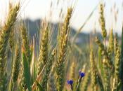 Virtù cereali secondo Nonna: Segale
