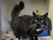 Nancy, gattina messa microonde... bene!