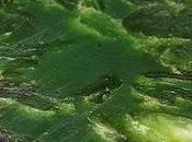 Kriptonite verde: perdendo miei superpoteri!