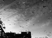 Eppure vento soffia ancora