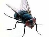 Odio ufficialmente mosche!