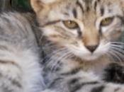gattini cercano casa immediatamente!!!