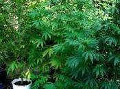 Aveva cinque piante marijuana casa: arrestato