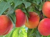 Ricetta della nonna: Pesche forno decorate