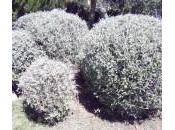 Siepe teucrium d’argento