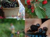 Come avviare coltivazione piccoli frutti sottobosco