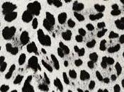 custodia iPad animalier Dolce Gabbana