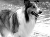 settembre 1954: Inizio Serie Cane Lassie