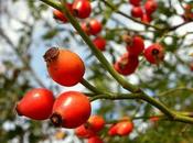 rosa canina tagete