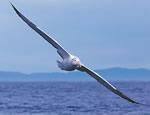 zuppa albatros suicidio misterioso