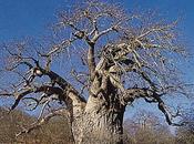 vanitoso umile...il baobab comunque insegna