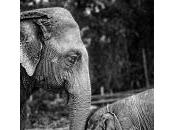 Specializzazione fiducia: requisiti della convivenza