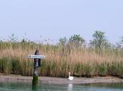 laguna Caorle attraverso racconti l'arte Gabbiano Solitario