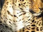 leopard cage