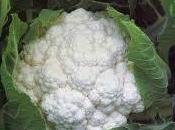 Pasta broccoli