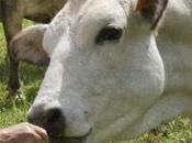 Fattorie didattiche porte aperte