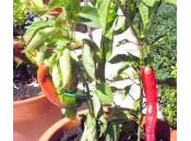 Chili Peppers giardino! Voglia piccante!