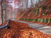 Fall Foliage: come d’autunno, sugli alberi foglie