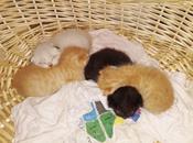 Sono arrivati nuovi micetti