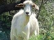 Capra
