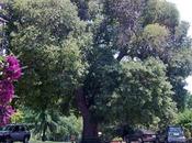 Florablog Contest, nuovo albero monumentale: bagolaro Castellaci, Zagarise (CZ)