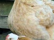 Anche animali simulano l'orgasmo