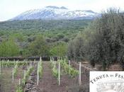 Carricante purezza della Tenuta Fessina: l'articolo Alfonso Gurrera Vitevinonews