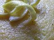 Torta glassata limone
