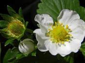 Fior fragola