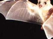 pippi pipistrelli!!