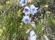 fiori delle dolomiti