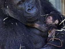 tutte belle mamme mondo (anche quelle gorilla!)