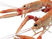 Involtini scampi