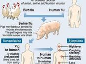 Virus H1N1 diffondendo maiali africani
