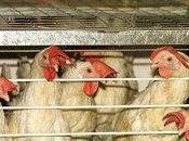 assicura divieto uova polli batteria 2012