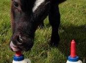 Uenuku Shock Nuova Zelanda, Richie McCow sceglie l’Argentina!