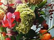 Celosia cristata detta cresta gallo