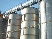 Grano importato: perché buono