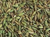 Tisana semi finocchio: rimedio naturale contro l'insorgenza tumori