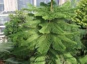 Araucaria
