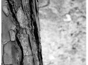 Migliaia capelli posteb Sandro Amici