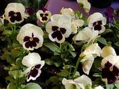 "Nel segno Giglio" Autunno- parte