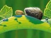 anche formiche loro piccolo…