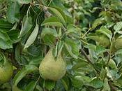 "Potager Roi" pera williams_bon_chretien