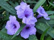 Ruellia Brittoniana