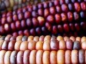 Vandana Shiva “Gli agricoltura? fallimento totale”