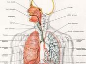 Apparato Respiratorio Anatomia
